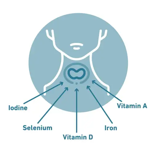 Ilustrace štítné žlázy a živin, které potřebuje: jód, selen, vitamín D, železo a vitamín A